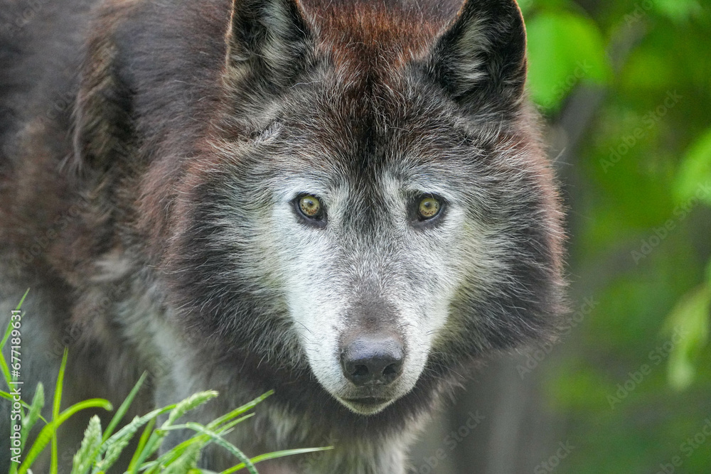 野生動物 野生動物