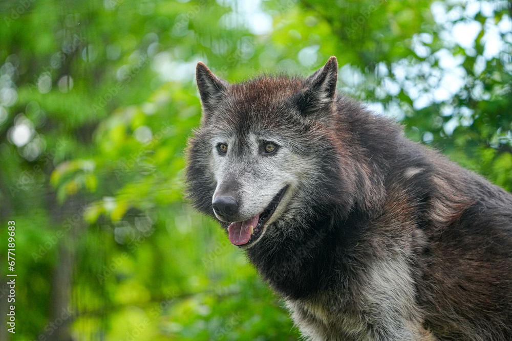 野生動物