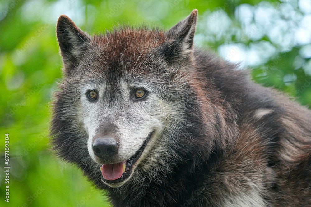 Fototapeta premium 野生動物