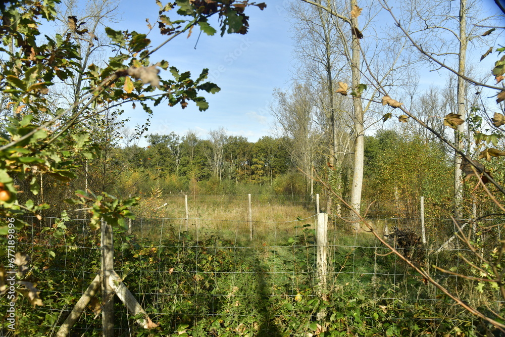 Clôture délimitant les zones sauvages et impénétrables à la forêt du domaine provincial de Bokrijk au Limbourg Clôture délimitant les zones sauvages et impénétrables à la forêt du domaine provincial de Bokrijk au Limbourg