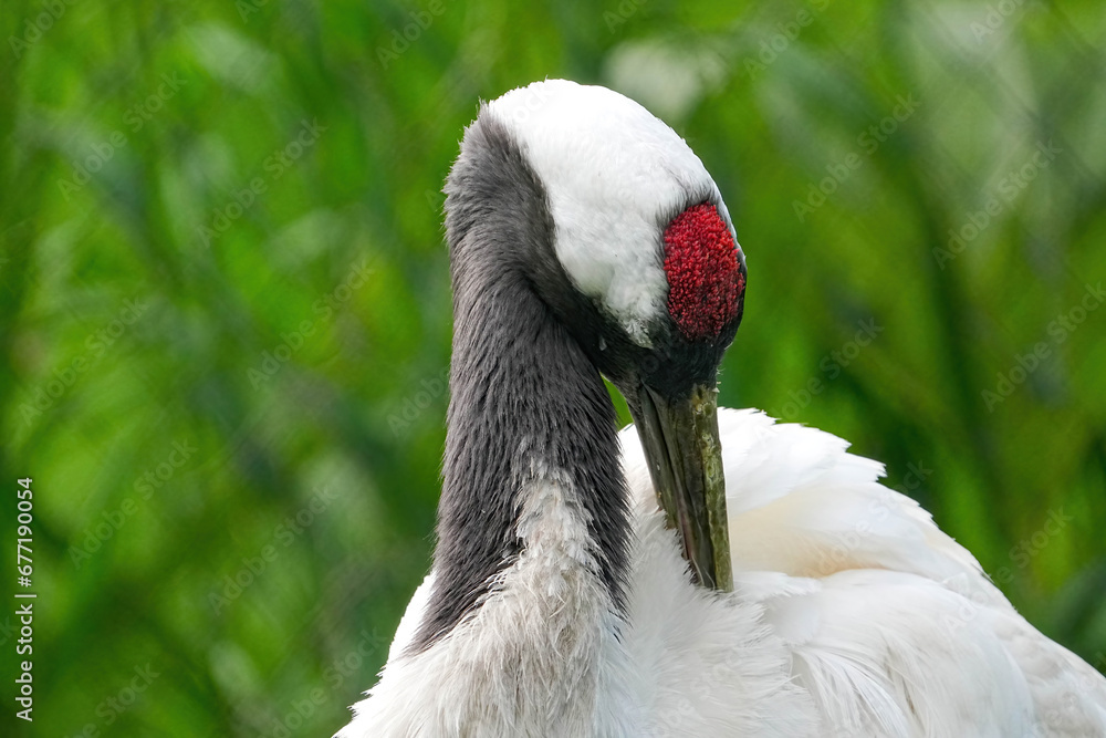 Fototapeta premium 野生動物