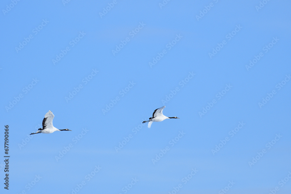 Bird watching, red-crowned crane, in
winter Bird watching, red-crowned crane, in
winter