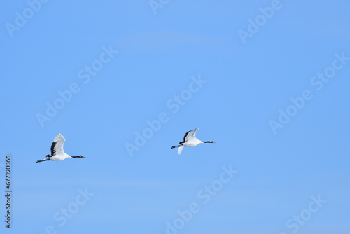 Bird watching, red-crowned crane, in  winter © Tonic Ray Sonic