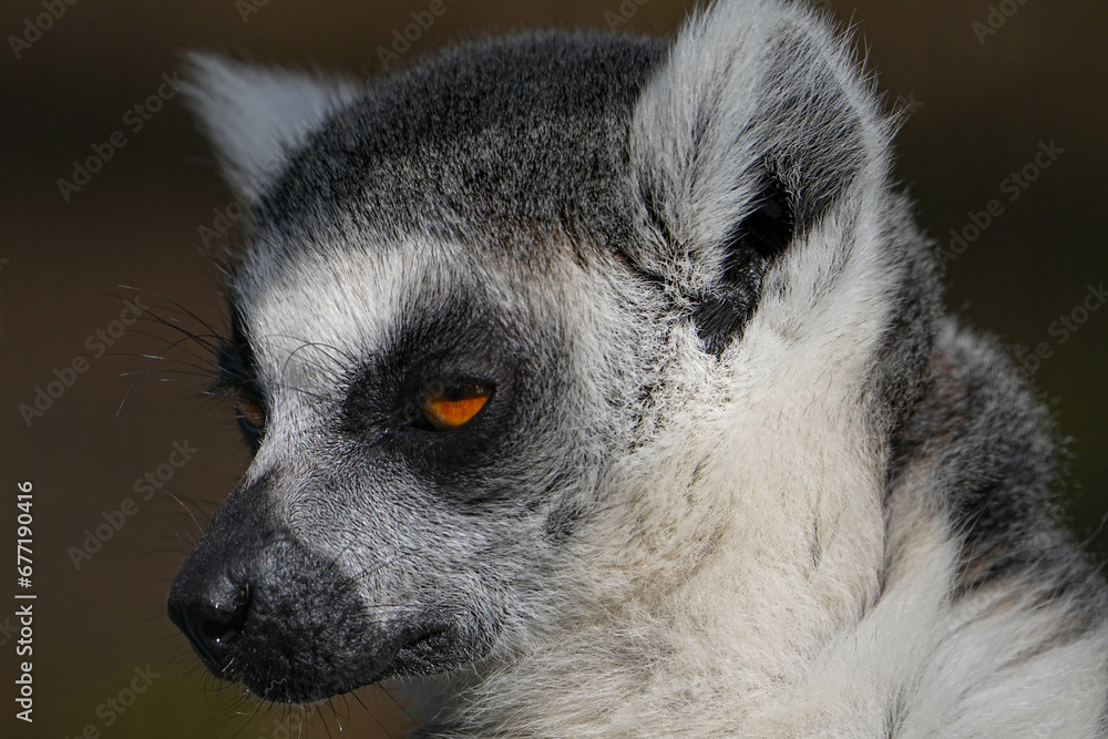 Fototapeta premium 野生動物