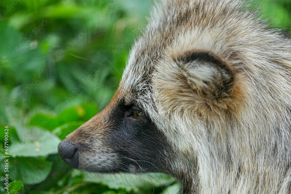 野生動物 野生動物