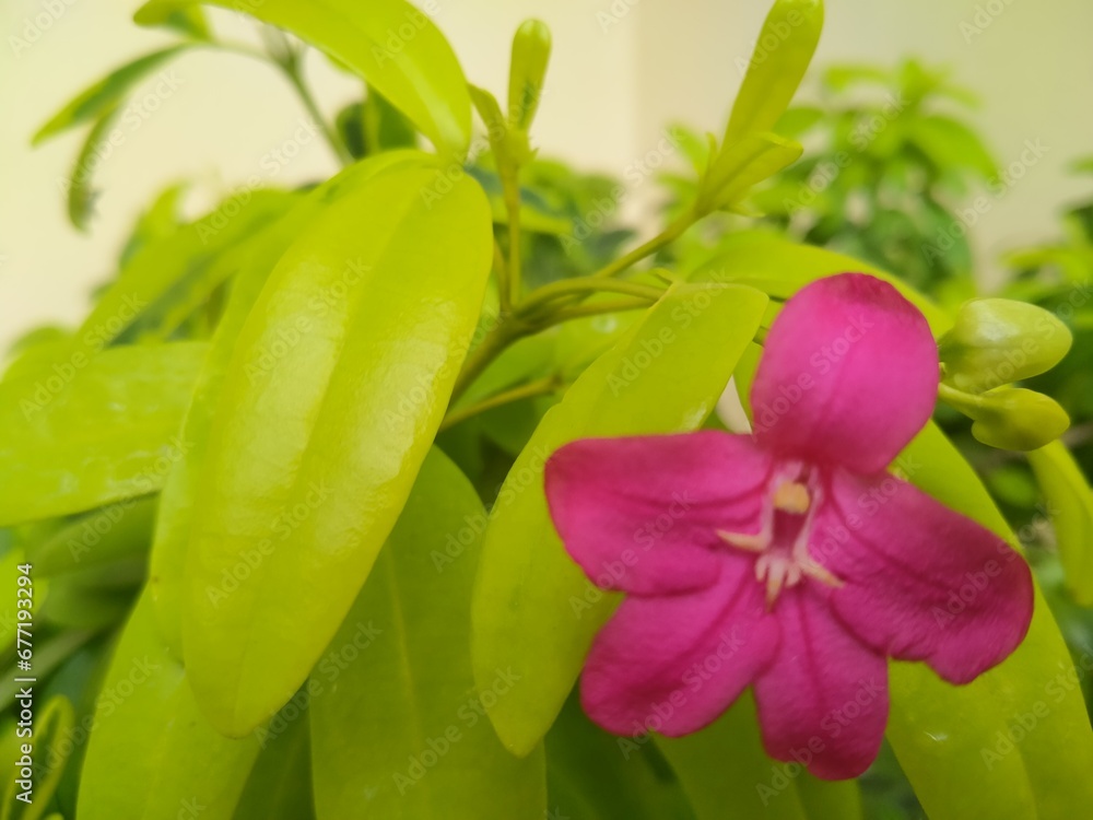 Obraz premium Pink ravenia flower 