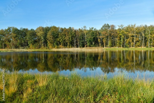 Reflet de la forêt dans les eaux d'un des étangs de la réserve naturelle du domaine provincial de Bokrijk au Limbourg 