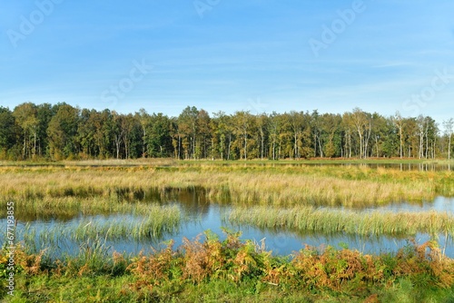 Zone de marécages et forêt à la réserve naturelle au domaine provincial de Bokrijk au Limbourg  photo