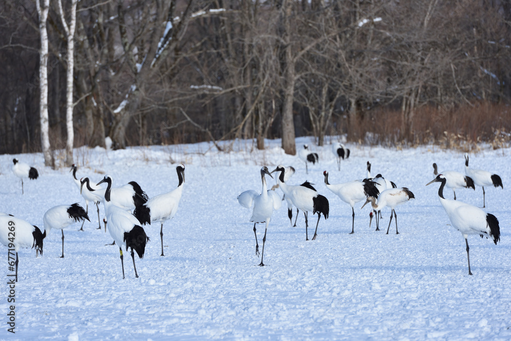 Obraz premium Bird watching, red-crowned crane, in winter