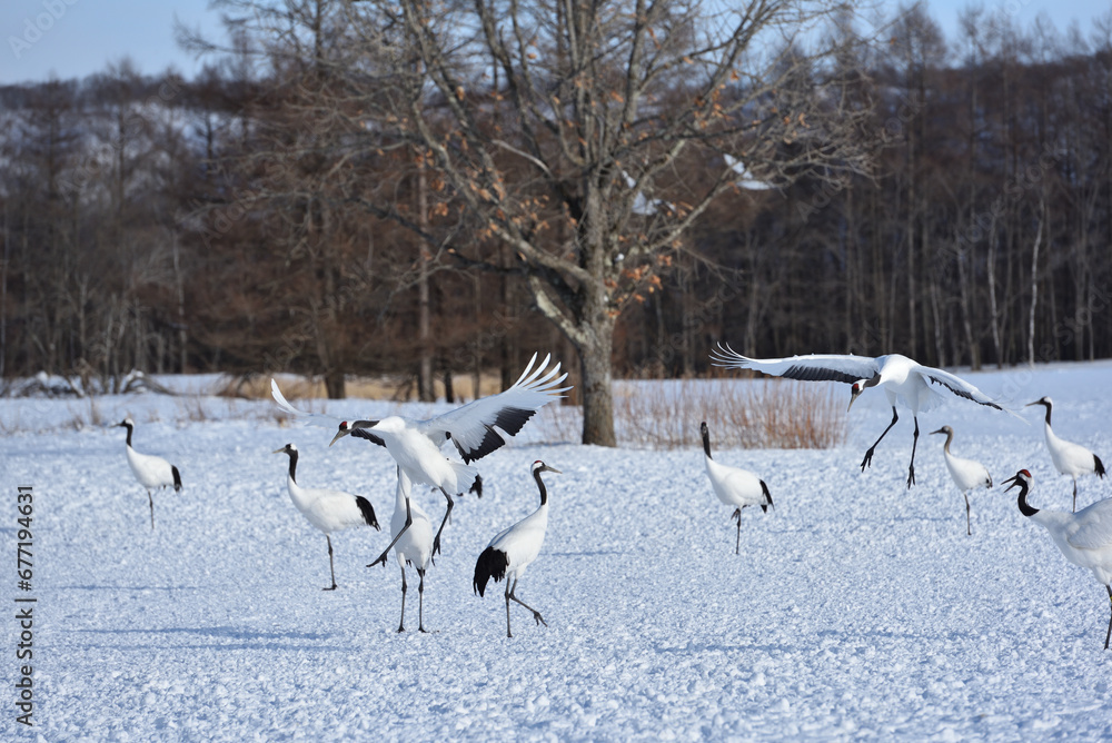 Obraz premium Bird watching, red-crowned crane, in winter