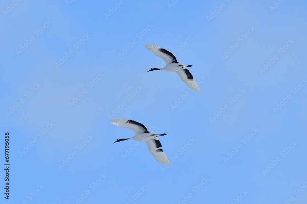 Bird watching, red-crowned crane, in
winter Bird watching, red-crowned crane, in
winter