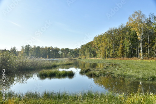 Les marais sauvages en automne à la réserve naturelle de Bokrijk au Limbourg 