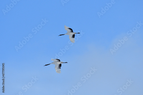 Bird watching, red-crowned crane, in  winter © Tonic Ray Sonic