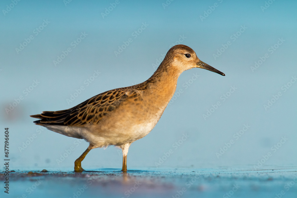 Shorebird - Philomachus pugnax, Ruff on spring time, migratory bird Poland Europe Shorebird - Philomachus pugnax, Ruff on spring time, migratory bird Poland Europe