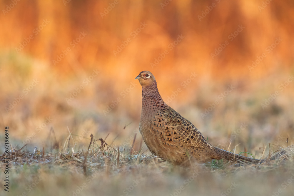 Bird - Common pheasant Phasianus colchius Ring-necked pheasant in natural habitat wildlife Poland Europe Bird - Common pheasant Phasianus colchius Ring-necked pheasant in natural habitat wildlife Poland Europe