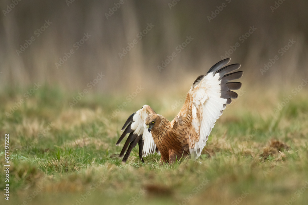 Obraz premium Flying Birds of prey Marsh harrier Circus aeruginosus, hunting time Poland Europe