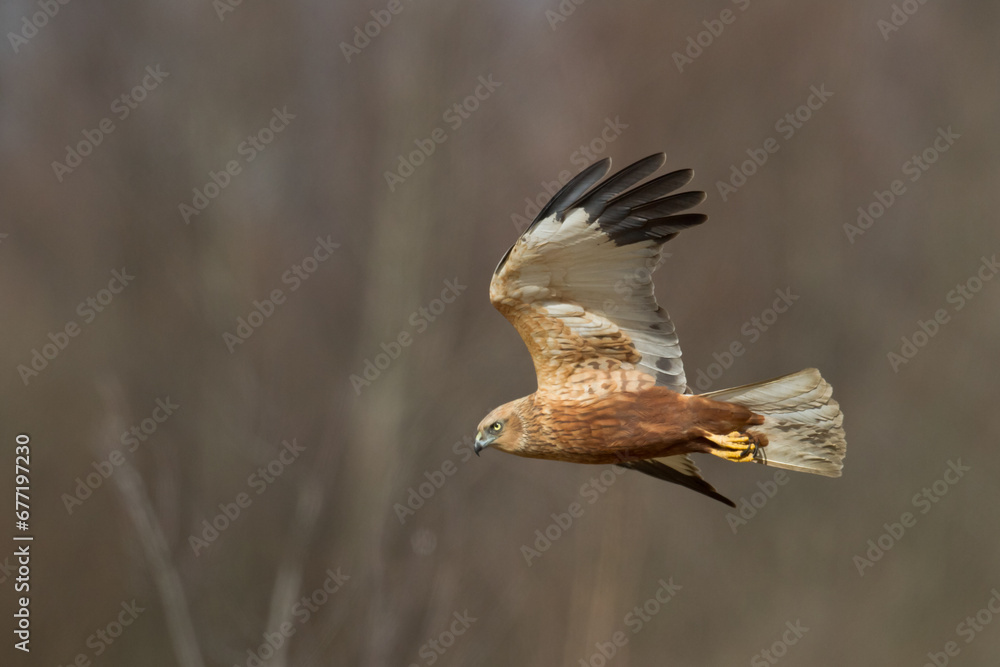 Obraz premium Flying Birds of prey Marsh harrier Circus aeruginosus, hunting time Poland Europe