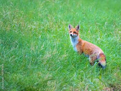Wild alerted red fox, vulpes vulpes, facing camera with ears oriented forward listening intensely. Animal in nature in summer standing on a green meadow © Ewald Fröch