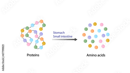 Nutrients, proteins. Digestive and absorption sites. Building units, Amino acids molecules. Scientific vector illustration. photo
