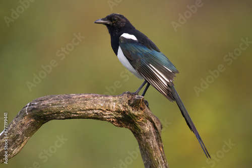 The Eurasian Magpie or Common Magpie or Pica pica on the branch with colorful background