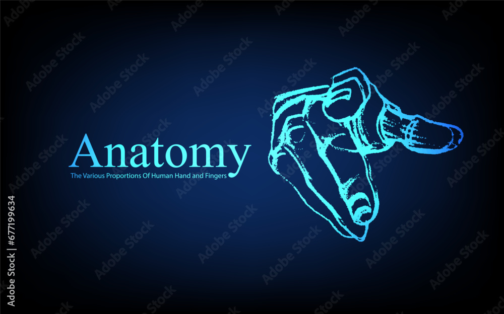 Fototapeta premium Human anatomy in front on x ray view. Anatomy human body connection, The Various Proportions Of Human Hand and Fingers, Vector hand drawn illustration