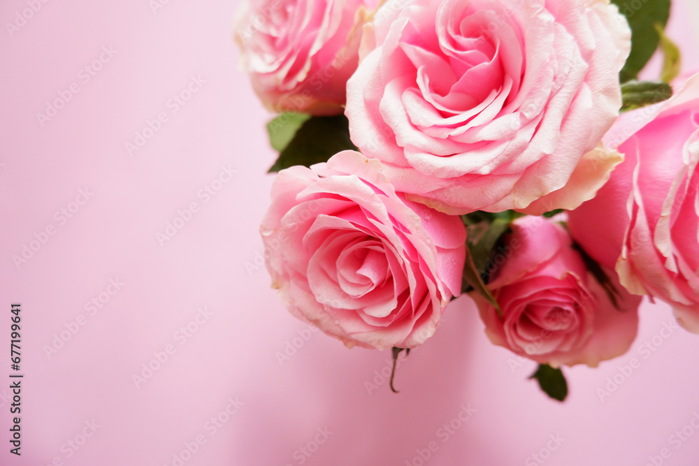 Beautiful pink roses on pink background. Mother's day, Rose day, Valentine's day and Woman's day flower background. 
