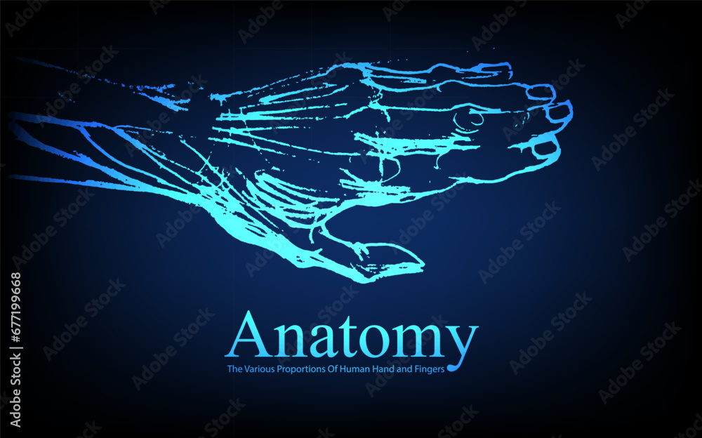 Human anatomy in front on x ray view. Anatomy human body connection, The Various Proportions Of Human Hand and Fingers, Vector hand drawn illustration Human anatomy in front on x ray view. Anatomy human body connection, The Various Proportions Of Human Hand and Fingers, Vector hand drawn illustration