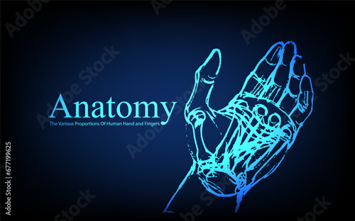 Fototapeta Naklejka Na Ścianę i Meble -  Human anatomy in front on x ray view. Anatomy human body connection, The Various Proportions Of Human Hand and Fingers, Vector hand drawn illustration