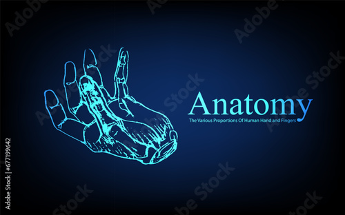 Human anatomy in front on x ray view. Anatomy human body connection, The Various Proportions Of Human Hand and Fingers, Vector hand drawn illustration