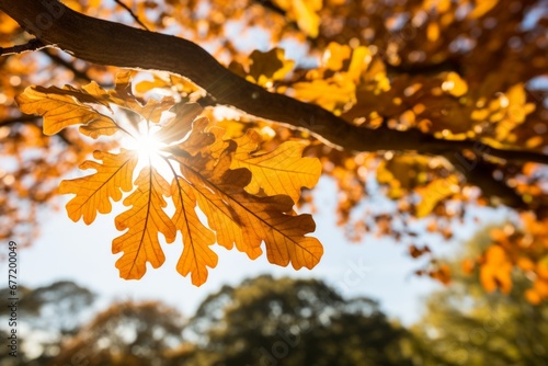 Enchanting golden oak tree leaves shimmering and dancing under the gentle embrace of sunlit rays