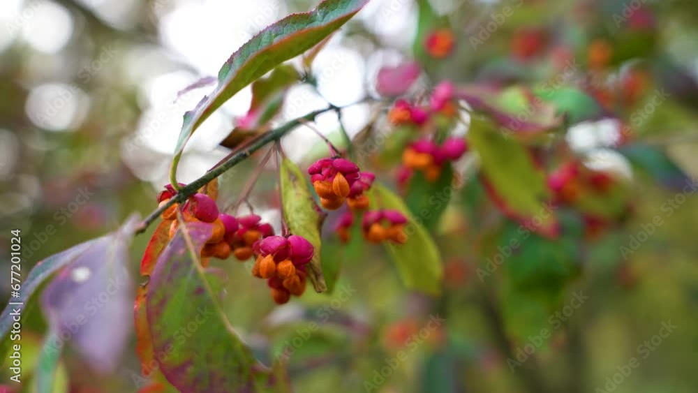Euonymus berries and leaves on a blurred background in autumn Euonymus berries and leaves on a blurred background in autumn