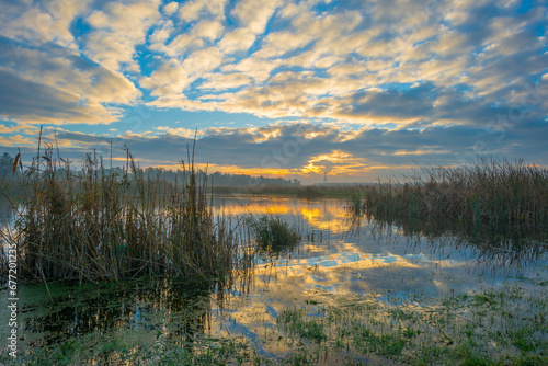 Reed and plants along a lake in wetland under a blue cloudy sky at sunrise in winter, Almere, Flevoland, The Netherlands, November 12, 2023