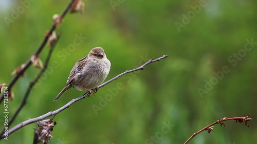 female house sparrow