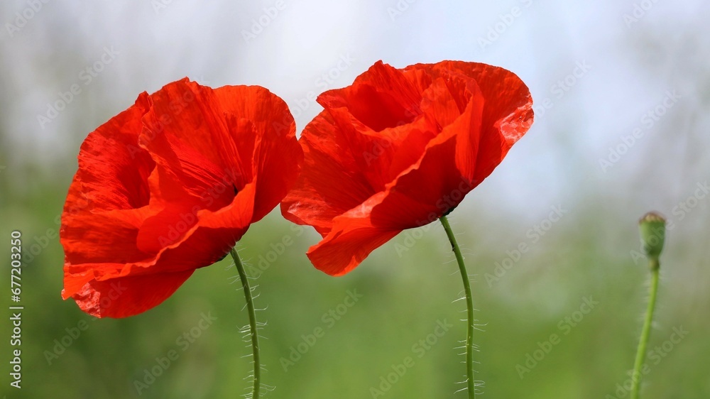 Naklejka premium two red poppies on a field