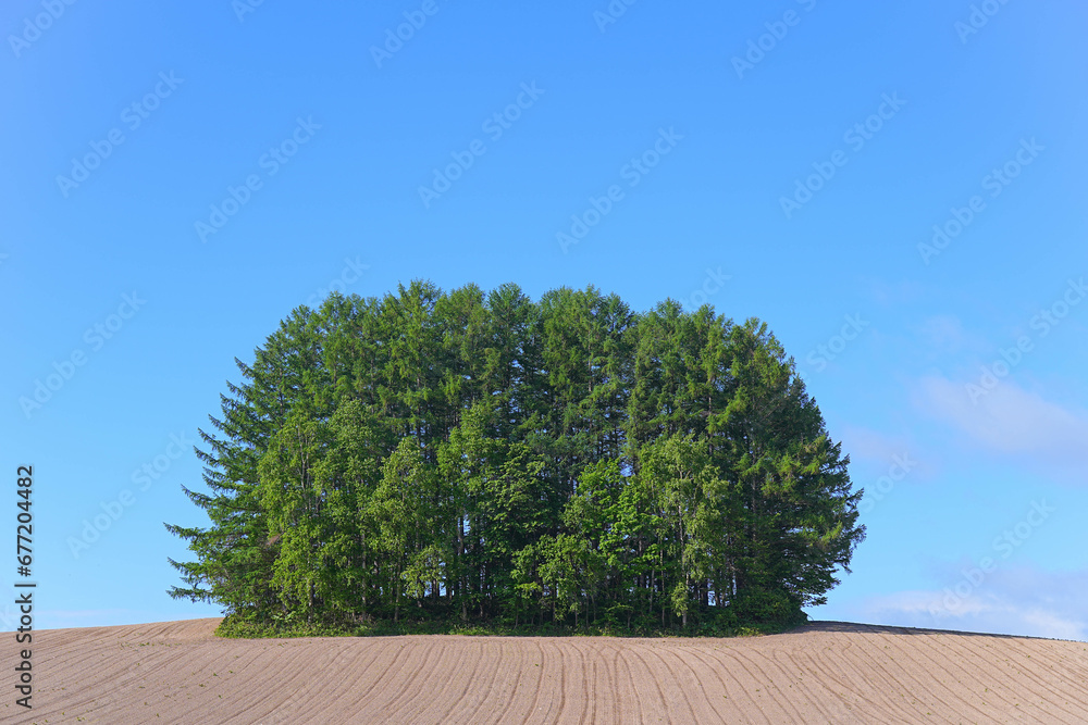 Obraz premium 美瑛