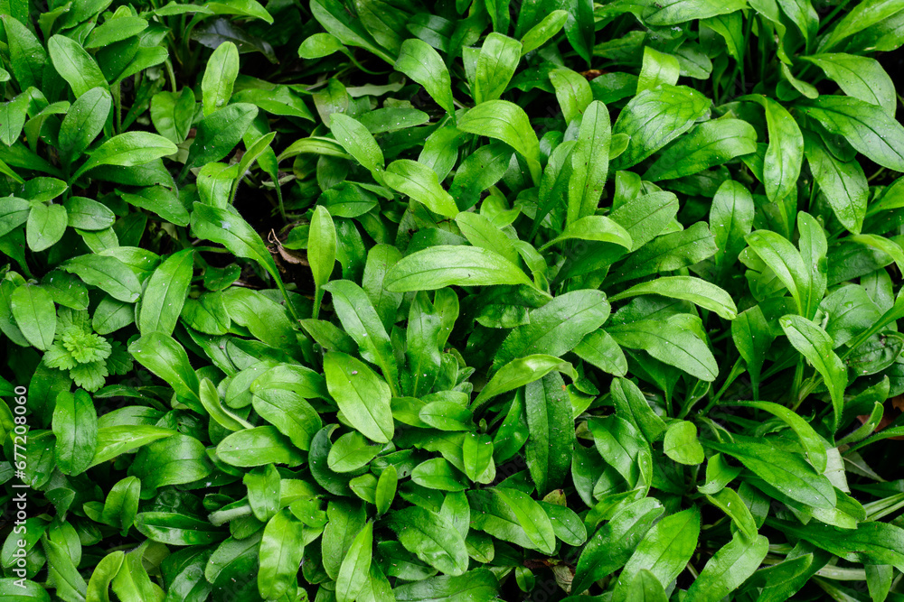 Texture with many fresh vivid green leaves in an autumn garden, beautiful outdoor monochrome background. Texture with many fresh vivid green leaves in an autumn garden, beautiful outdoor monochrome background.