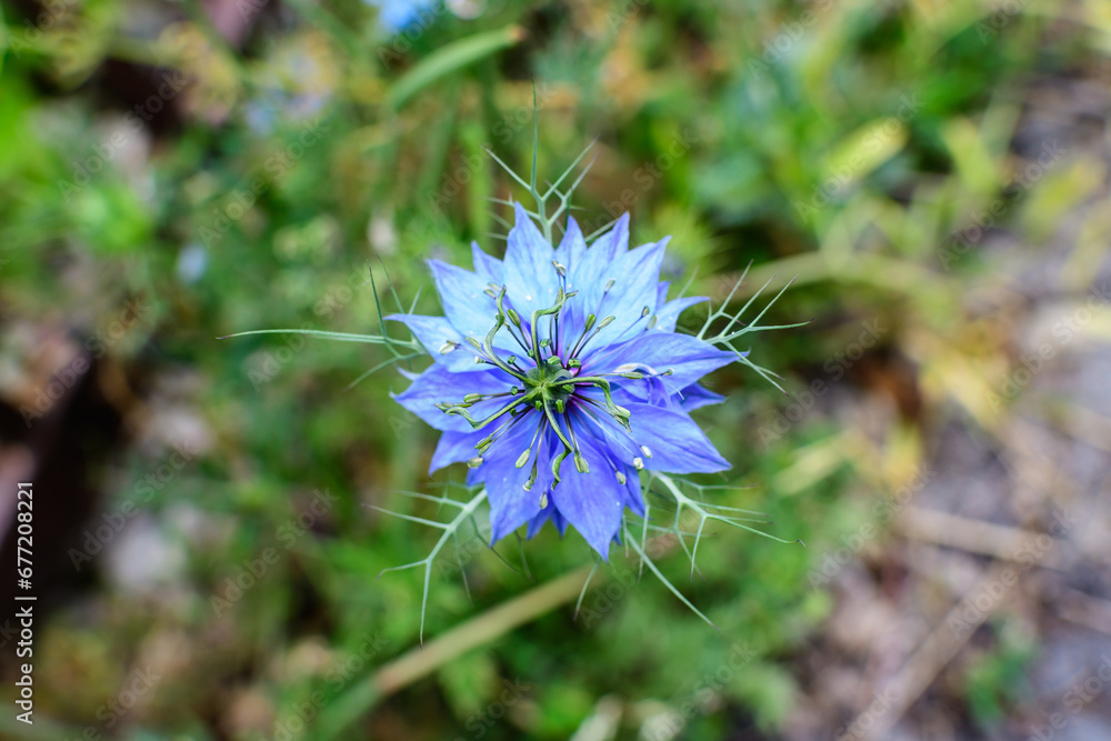 Small delicate blue flower of nigella sativa plant, also known as black caraway, cumin or kalanji, in a sunny summer day, beautiful outdoor floral background photographed with soft focus. Small delicate blue flower of nigella sativa plant, also known as black caraway, cumin or kalanji, in a sunny summer day, beautiful outdoor floral background photographed with soft focus.