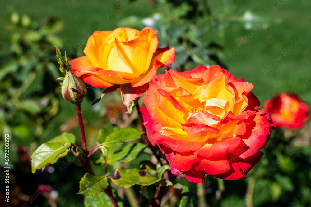 Two delicate fresh vivid orange roses and green leaves in a garden in a sunny summer day, beautiful outdoor floral background photographed with soft focus.