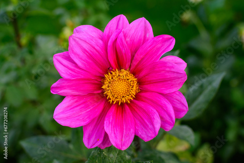 One beautiful large vivid pink magenta dahlia flower in full bloom on blurred green background, photographed with soft focus in a garden in a sunny summer day. © Cristina Ionescu
