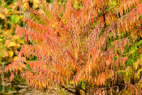 Minimalist monochrome background with large red and orange leaves and small flowers of Rhus shrub, commonly known as sumac, sumach or sumaq, in a a garden in a sunny autumn day. photo