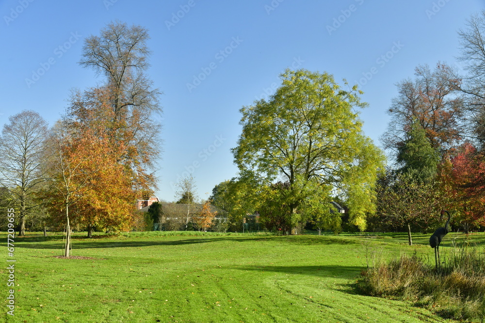 L'arbre à feuillage brun-doré, à l'une des grandes pelouses de l'arboretum de Wespelaar, près de Louvain L'arbre à feuillage brun-doré, à l'une des grandes pelouses de l'arboretum de Wespelaar, près de Louvain