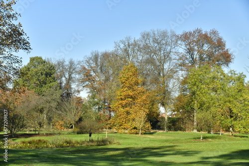 L'arbre à feuillage brun-doré, à l'une des grandes pelouses de l'arboretum de Wespelaar, près de Louvain  photo