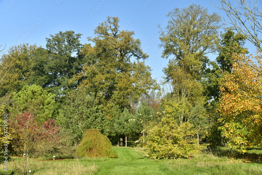 Variété d'arbres ou d'arbustes à feuillage parfois dorée à l'arboretum de Wespelaar près de Louvain Variété d'arbres ou d'arbustes à feuillage parfois dorée à l'arboretum de Wespelaar près de Louvain
