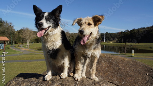 Dupla de Cachorros