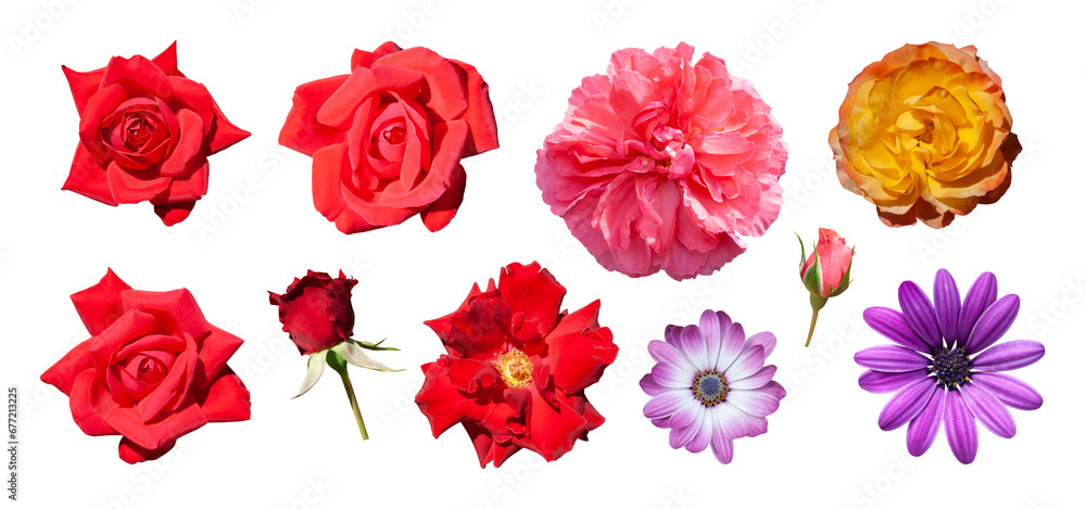 Set of different beautiful flowers isolated. Pink, red and orange rose, purple daisy, purple dahlia. PNG with transparent background. Clipping path