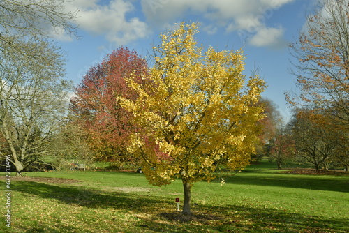 Arbre et arbustes à feuillage doré à l'arboretum de Wespelaar à Haacht 