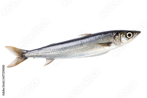 anchovy isolated on white