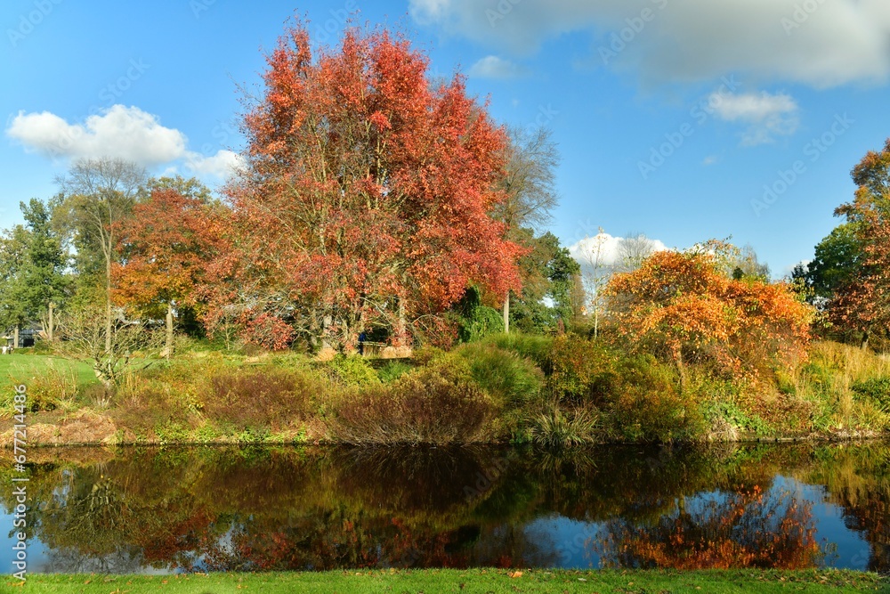 Les arbres à feuillage pourpre le long de la pièce d'eau à l'arboretum de Wespelaar à Haacht 