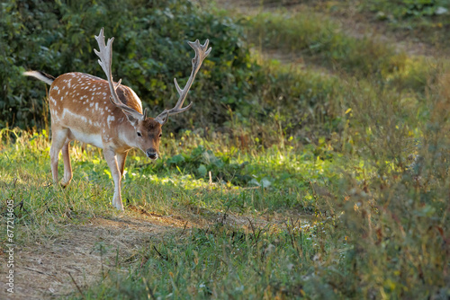 A fallow deer bull (Dama dama), in the light of the setting light and with beautiful, plump antlers,Side view