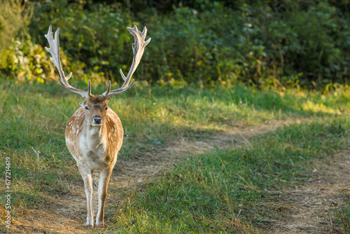 
A fallow deer bull (dama dama) is walking straight ahead, along a path among the meadows